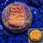 LiveAquaria® Cultured Montipora Coral (click for more detail)