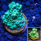 LiveAquaria® Cultured Hydnophora Coral  (click for more detail)