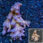 Acropora Coral Australia (click for more detail)