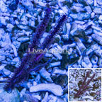 Purple Ribbon Sea Fan  (click for more detail)