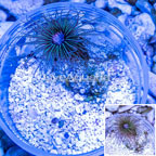 Cerianthus sp. Anemone (click for more detail)