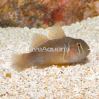 Clown Goby, Citrinis (click for more detail)