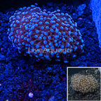 USA Cultured Grape Coral (click for more detail)