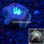 Australia Cultured Blastomussa Coral  (click for more detail)