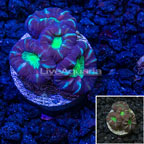 LiveAquaria® Cultured Candy Cane Coral (click for more detail)