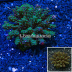 Bushy Acropora Coral Indonesia (click for more detail)