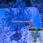 Blueberry Sea Fan EXPERT ONLY (click for more detail)