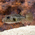 Stars and Stripes Puffer (click for more detail)