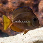 Caribbean Blue Tang [Blemish] (click for more detail)