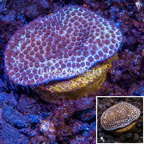 LiveAquaria® Cultured Montipora Coral (click for more detail)