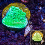 LiveAquaria® Cultured Montipora Coral (click for more detail)