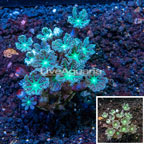  Tree Coral Indonesia (click for more detail)