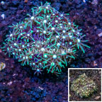 Starburst Polyp Coral Indonesia  (click for more detail)