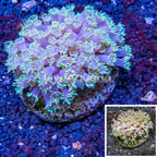 Goniopora Coral Indonesia  (click for more detail)