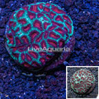 Favia Coral Indonesia (click for more detail)