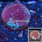 Goniastrea Brain Coral Indonesia (click for more detail)