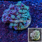 Goniopora Coral Indonesia  (click for more detail)