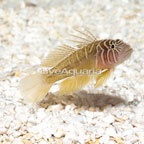 Cave Goby (click for more detail)