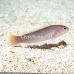 Yellow Breasted Dottyback (click for more detail)