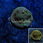 Poker Star Montipora Coral (click for more detail)