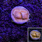 LiveAquaria® Orange Polyp Plating Montipora Coral (click for more detail)