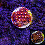 USA Cultured Ultra Cyphastrea Coral (click for more detail)