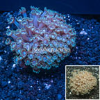 Goniopora Coral Indonesia (click for more detail)