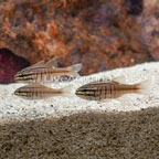 Oxina Cardinalfish (Trio) (click for more detail)
