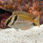 Two Barred Rabbitfish  (click for more detail)