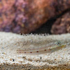 Sleeper Striped Goby (click for more detail)