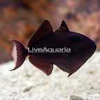 Niger Triggerfish  (click for more detail)