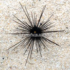 Black Longspine Urchin  (click for more detail)