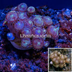 LiveAquaria® Cultured Zoanthus Vietnam  (click for more detail)