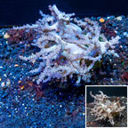  Pineapple Tree Coral Indonesia (click for more detail)