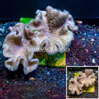 Yellow Leather Coral Australia (click for more detail)