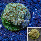 Goniopora Coral Indonesia  (click for more detail)