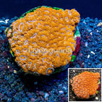 Acan Lord Coral Indonesia  (click for more detail)