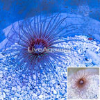 Cerianthus sp. Anemone (click for more detail)