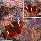 Gold Stripe Maroon Clownfish (click for more detail)