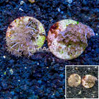 LiveAquaria® Two Pack Cultured Xenia Coral (click for more detail)