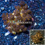 LiveAquaria® XL Cultured Stylophora Coral (click for more detail)