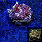 Fire and Ice Colony Polyp Rock Zoanthus Indonesia SM (click for more detail)