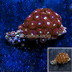 Houdini Colony Polyp Rock Zoanthus Indonesia IM (click for more detail)
