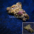 Green Agave Colony Polyp Rock Zoanthus Indonesia SM (click for more detail)