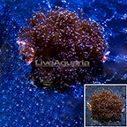 Pink Tip Frogspawn Coral Indonesia (click for more detail)