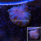USA Cultured Ice Tort Acropora Coral (click for more detail)