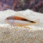Freckle Face Hawkfish  (click for more detail)