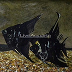 Black/Gold Marble Angelfish, Pair (click for more detail)