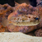 Orbiculate Burrfish (click for more detail)