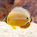 Melon Butterflyfish-EXPERT ONLY (click for more detail)